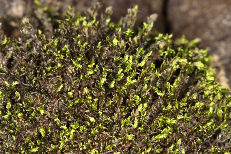 Bryum pseudotriquetrum